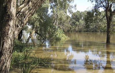 Murrum bidgee