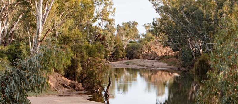 Gum trees along river bank