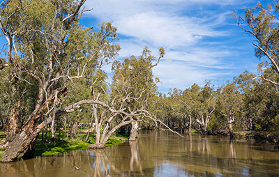 River gums along a river