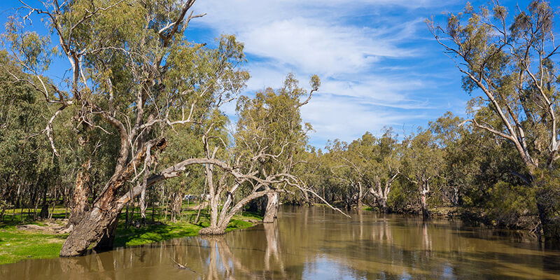 River with gums on either side