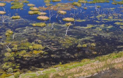 Ibis nests on reed islands Lower Gwydir (Big Leather) Watercourse RAMSAR Wetlands Murray Darling Basin.