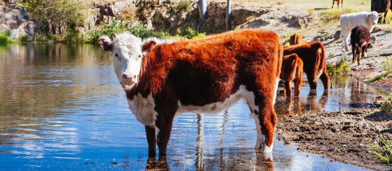 Cows graze by the side of the road in Paterson, Hunter Valley, New South Wales,  Australia.