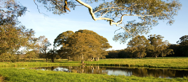 Dam with a large tree in the background