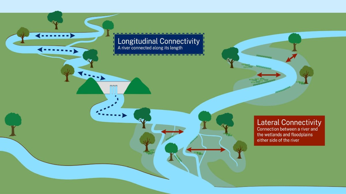 A diagram showing the difference between longitudinal and lateral connectivity