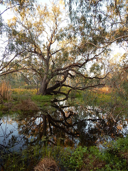 Coolibah in the Ginghet Swamp. Credit S. Bowen