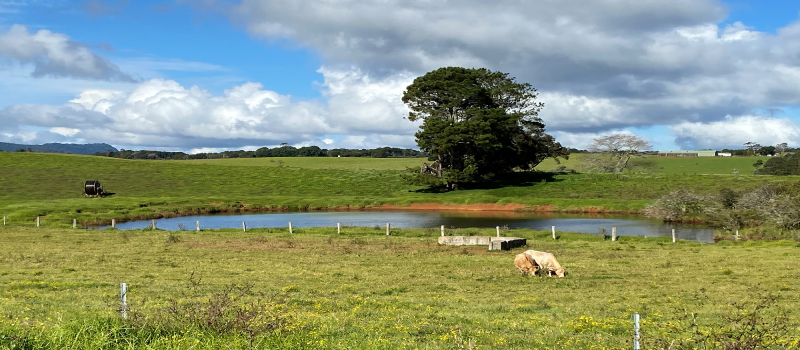 Cows in a pasture