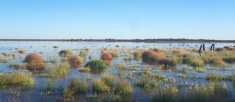 Narran Lake Nature Reserve in flood, April 2021.