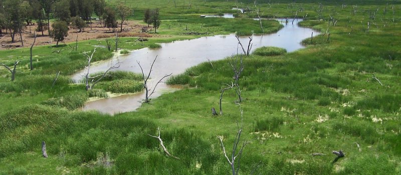 Gingham Waterhole, Gwydir Wetlands SCA  Mandatory Credit: Adam Henderson/DCCEEW