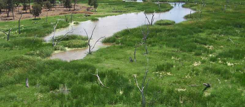 Gingham Waterhole, Gwydir Wetlands SCA  Mandatory Credit: Adam Henderson/DCCEEW
