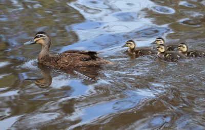 Pacific Black Duck - Image credit: A Leung DPE