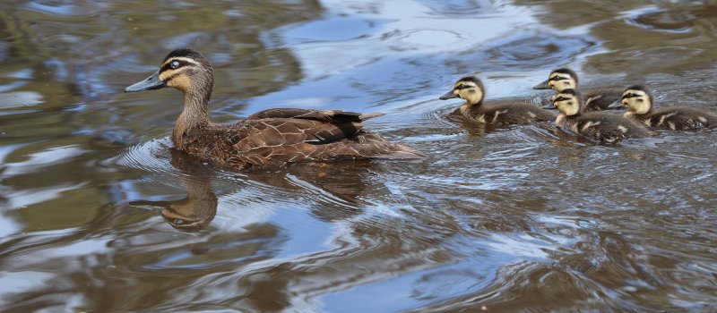 Pacific Black Duck - Image credit: A Leung DPE