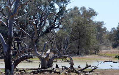 Dicks Dam during a good rainy season.