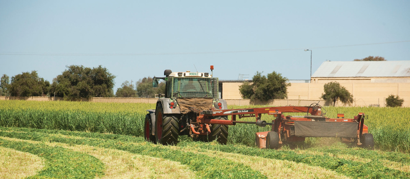 A combine harvester in the barley fields being used for silage at Tamworth, NSW