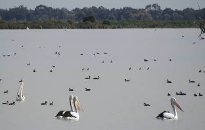 Pelicans on a lake