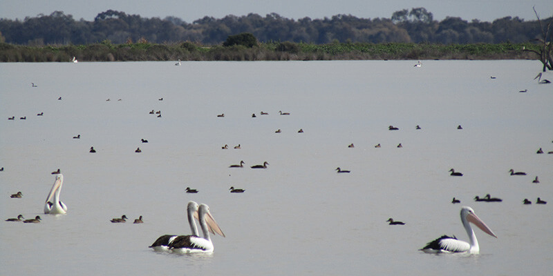 Pelicans on a lake