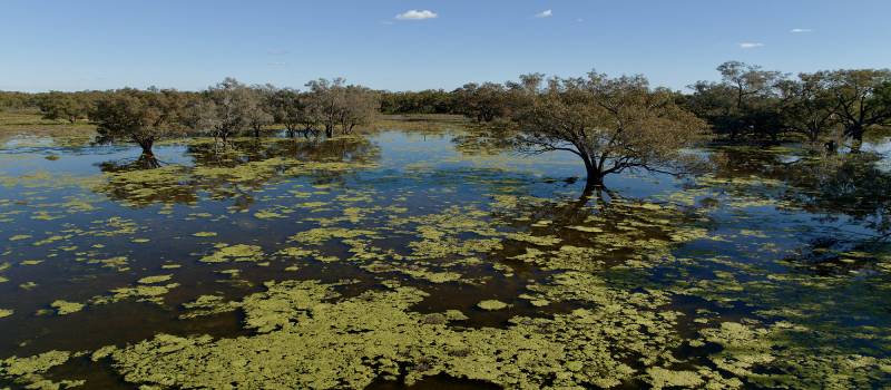 View of Macquarie Marshes.