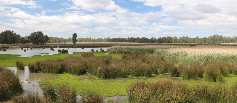 Reed Beds Swamp from bird hide at Mathoura, Millewa forest, Murray Valley