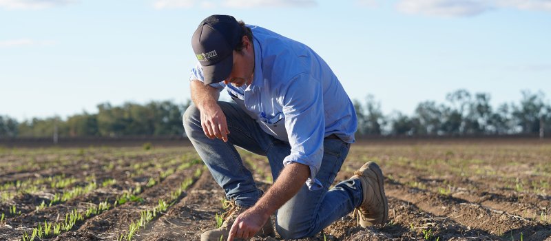 Farmer inspecting a young crop in Moree.