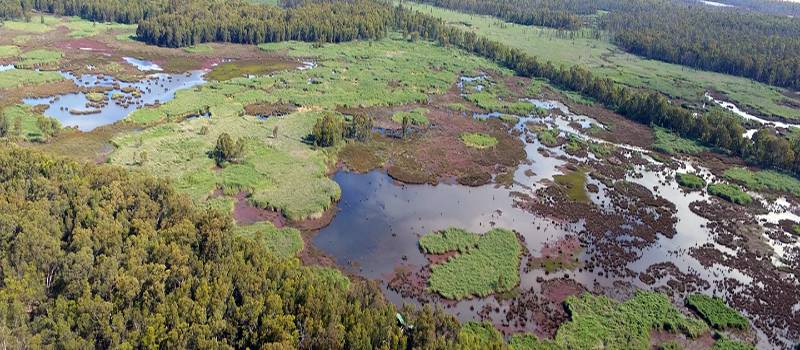 Reed beds at the Millewa Forest.