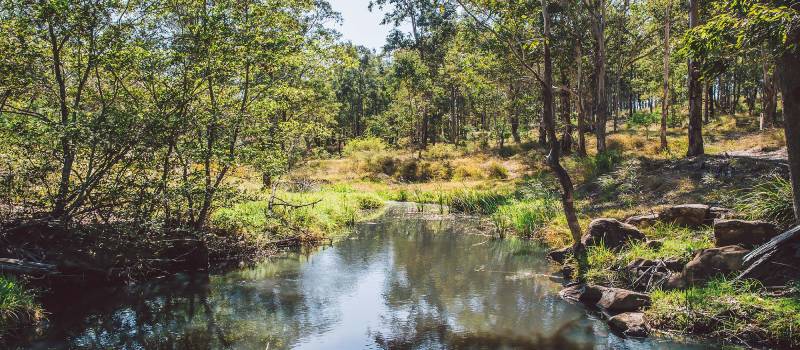 Bushland creek