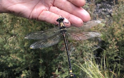 A giant dragonfly.