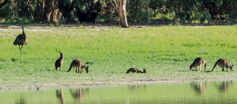 Emus and and kangaroos by the lakes edge