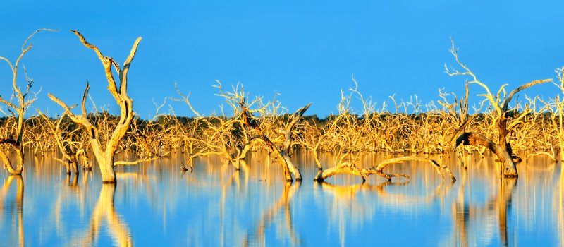 Trees submerged in man-made lake, in glorious sunset light.  Menindee, outback New South Wales, Australia.