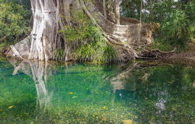 Figtree on the Never Never river.