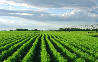 	Carrot field with irrigation system at sunset.Carrot field with irrigation system at sunset.