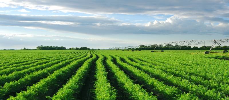 Carrot field with irrigation system at sunset.