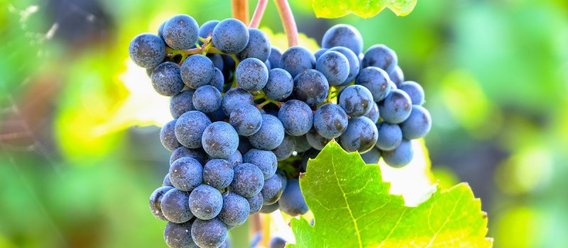 A bunch of red grapes 