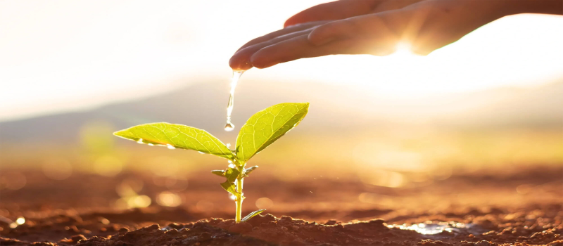Irrigation of a small plant.
