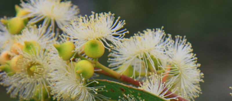 Gum blossoms 