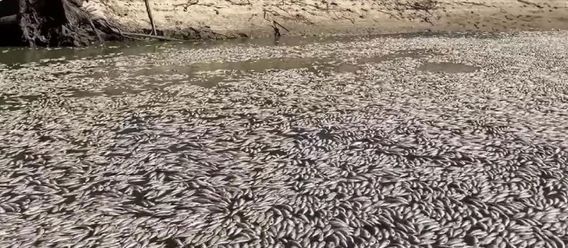 Dead fish in the river at Menindee