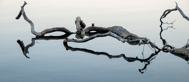 Bird sitting on branch on body of water