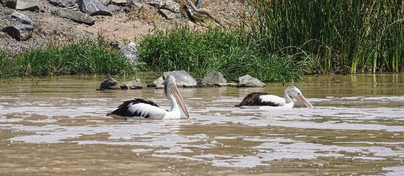 Pelicans on the Darling River at Menindee, New South Wales