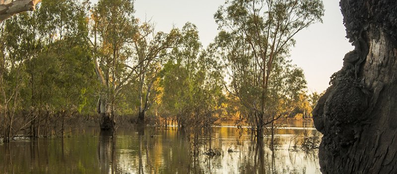 Wetlands Sunset, Mid Murray River.