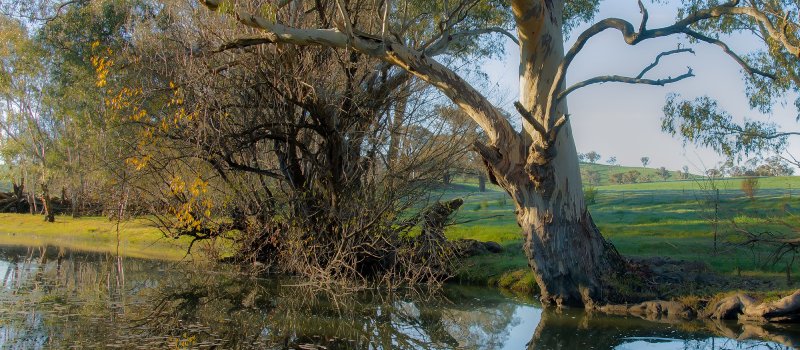 A magnificent River Redgum overhanging a pool on the Belubula River