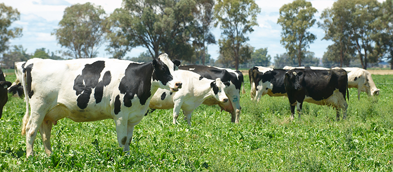Cows in a green pasture