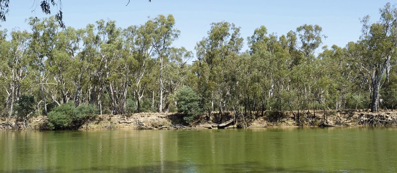 River Red Gums Eucalyptus camaldulensis on the banks of Murray River, Albury.