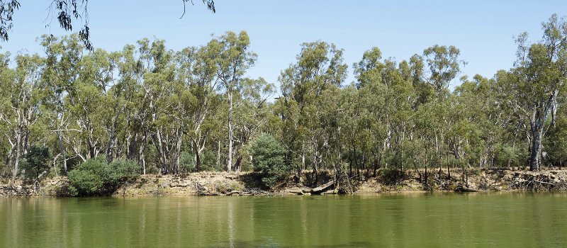 River Red Gums Eucalyptus camaldulensis on the banks of Murray River, Albury