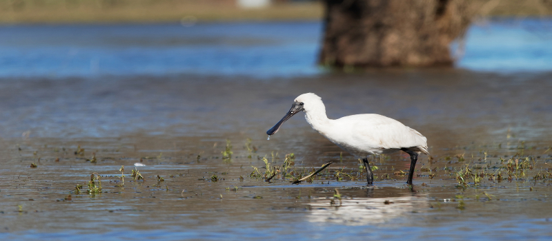 Royal Spoonbill (Platalea regia) feeding over inland waters.
