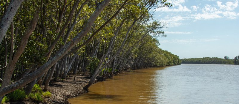 The view of Hunter River banks in Hexham suburb of the city of Newcastle, New South Wales, Australia