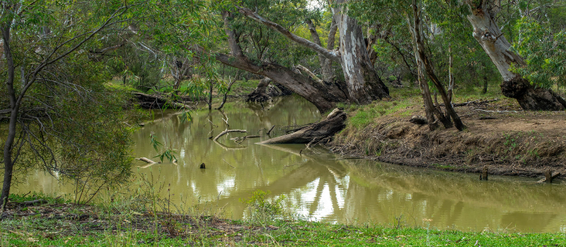 View along the river bank, Lachlan River, Hillston, NSW, Australia.