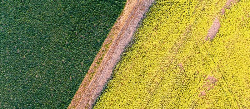 Aerial view of a canola field