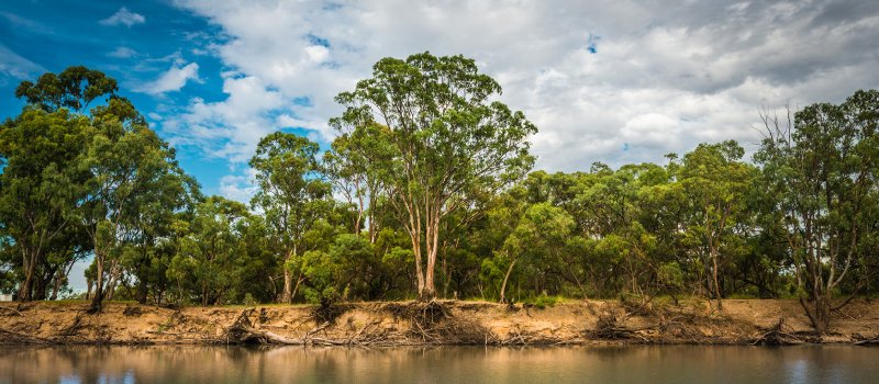 Eucalyptus trees near Murrumbidgee River in Hay, New South Wales.