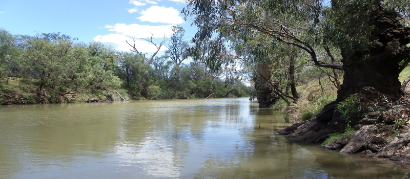 Namoi river at WeeWaa on a sunny day.