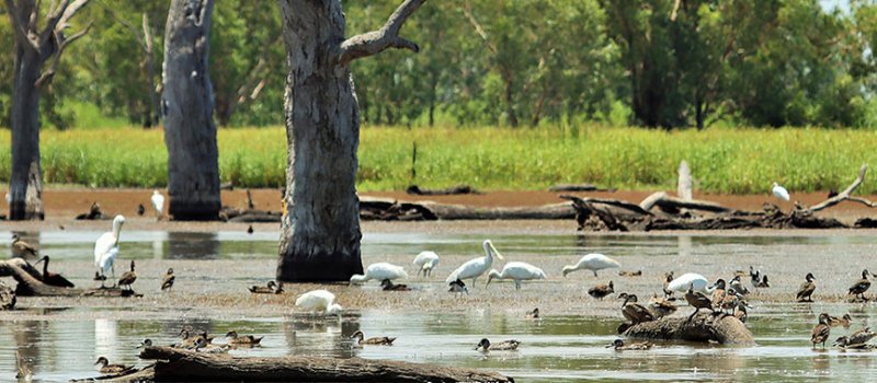 Birds in a wetland