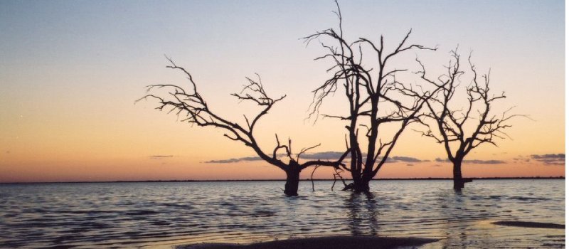 Menindee Lakes flooded dead trees