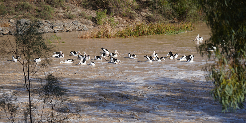 Darling River from Wetherell lake Requlator.